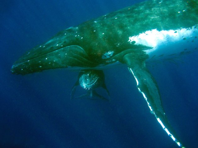 Walvissen in Tonga