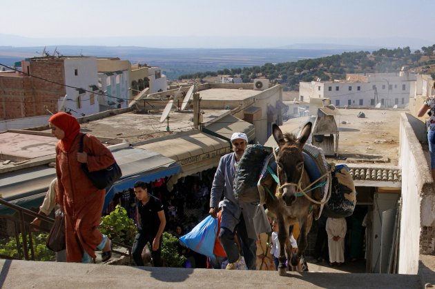 Morocco's Extraordinary Donkeys