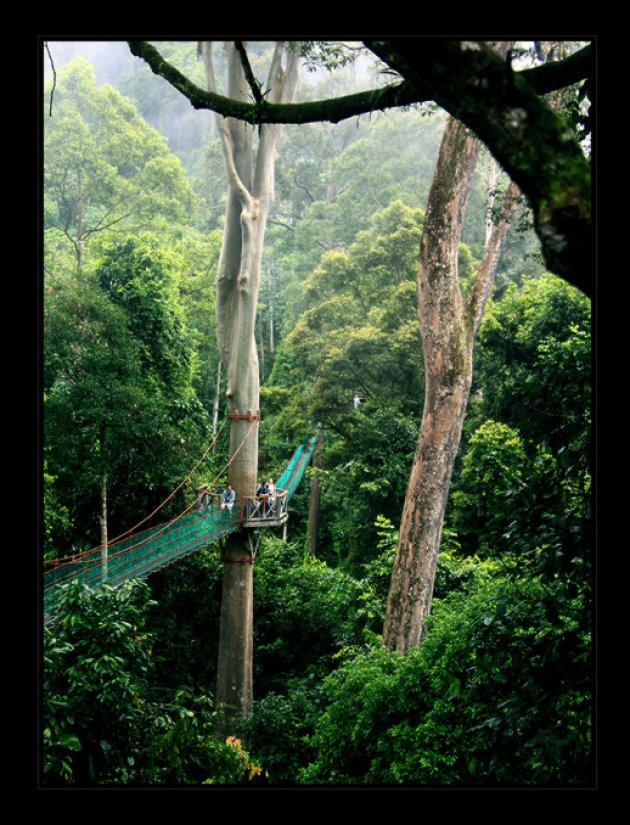 Canopy walk