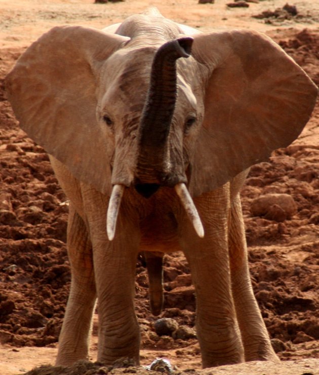 Stoer olifantje