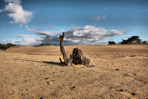 Kale duinen net de sahara en kameel