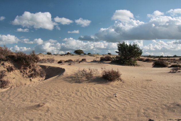 Kale duinen deel 3