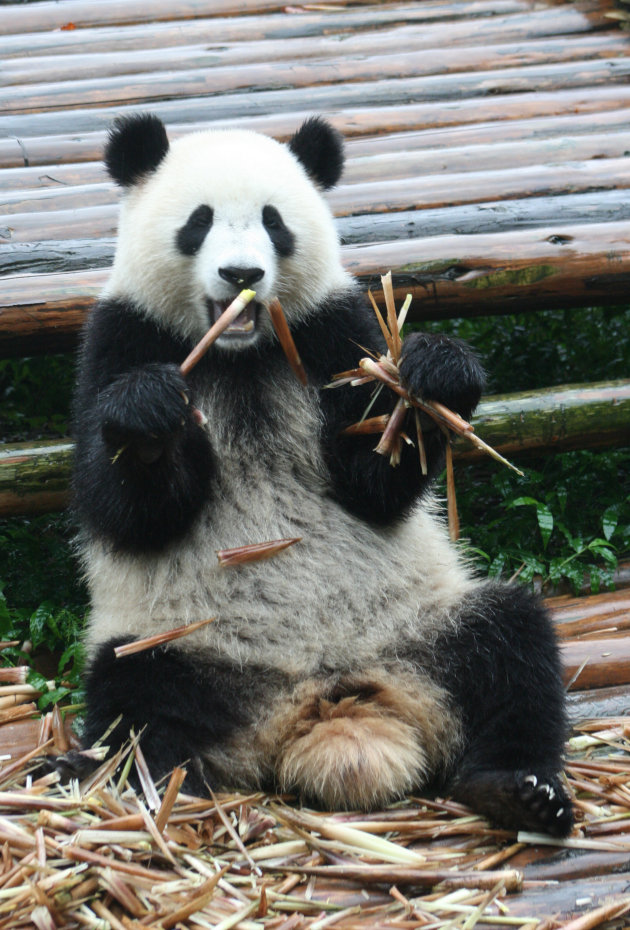 Reuze Panda in Chengdu