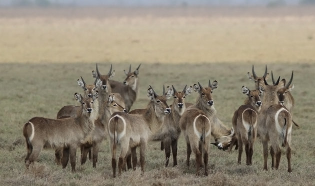 De waterbokken van Gorongosa