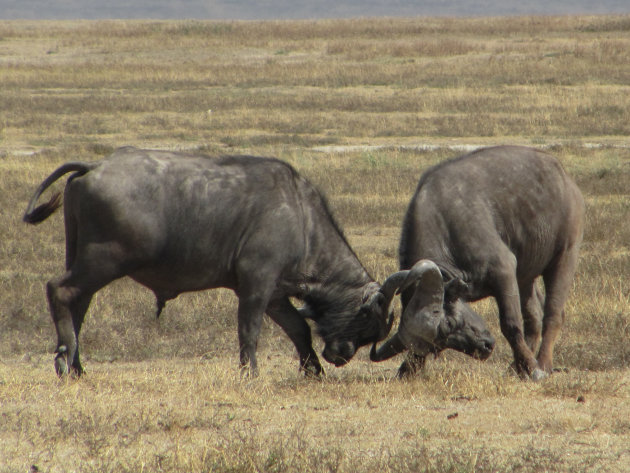 vechtende buffels