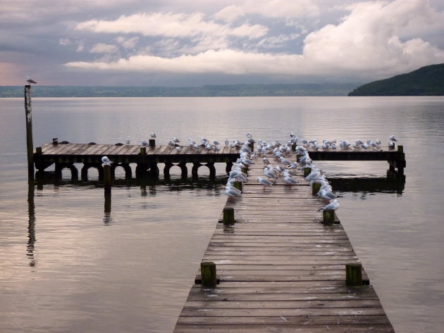 Lake Rotorua