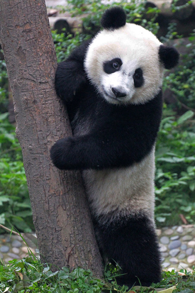 Verstoppertje; Chengdu Panda Rescue