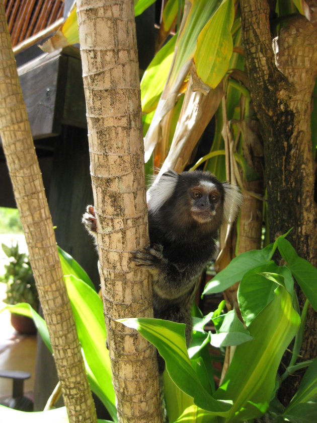 Prachtige aapjes bij Vilangelim Eco-Pousada in Imbassai
