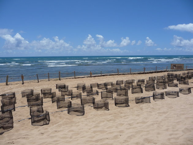 Tamar schildpaddenproject in Praia do Forte