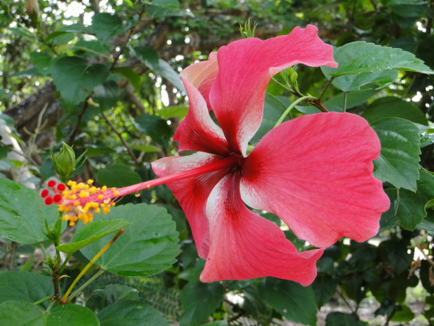 Hibiscus bloem