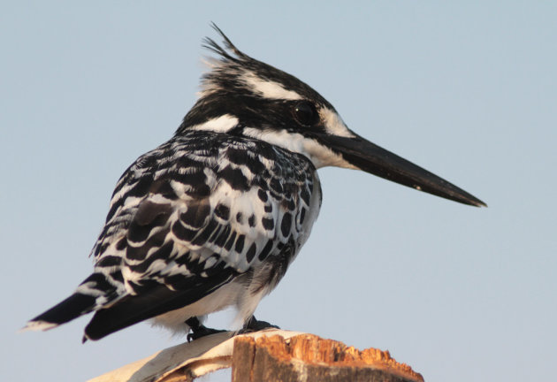 Pied Kingfisher