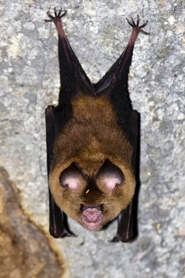 BAT