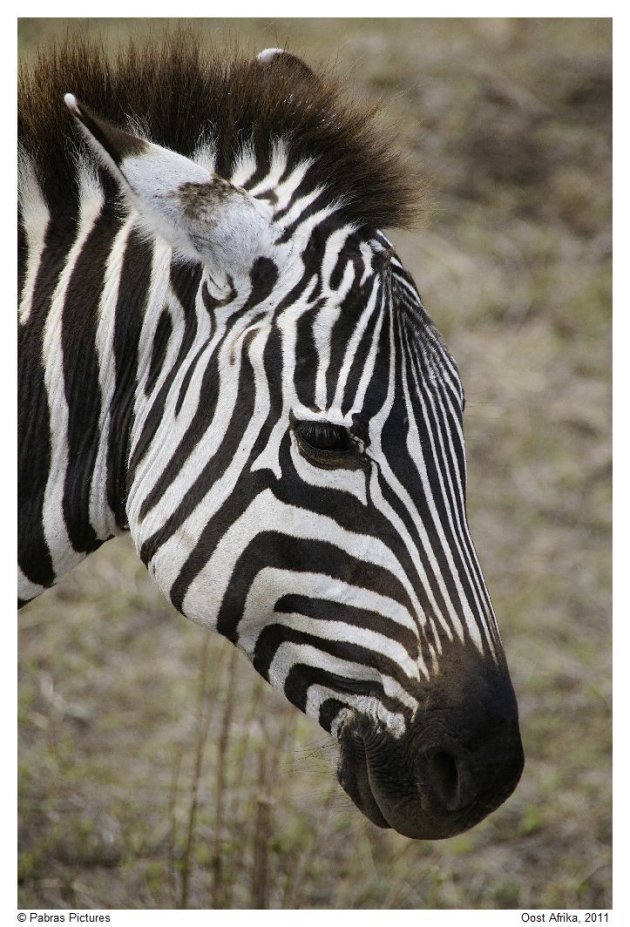 kop van een zebra