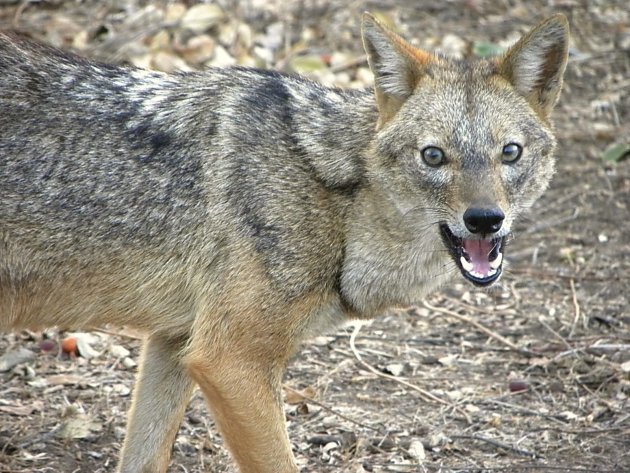 Jakhals in Gir National Park