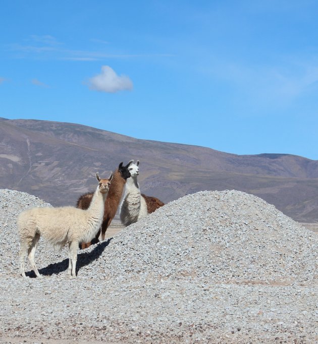 Lama's in Bolivia