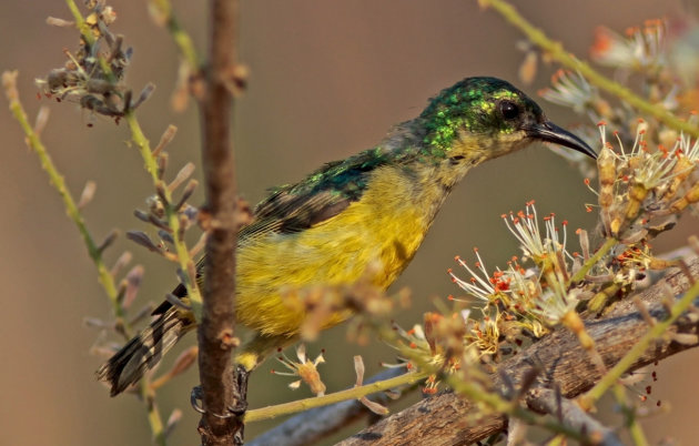 onbekende sunbird