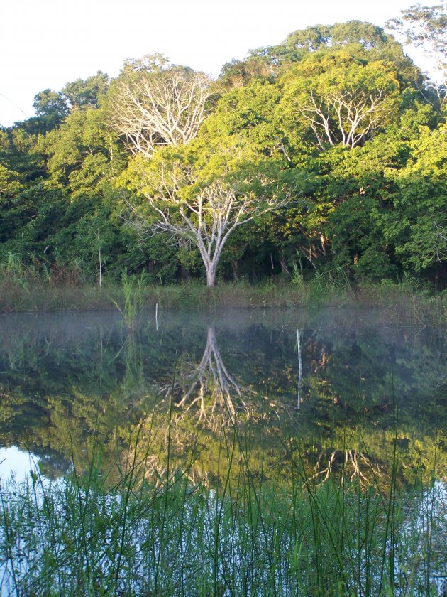 weerspiegeling Tikal