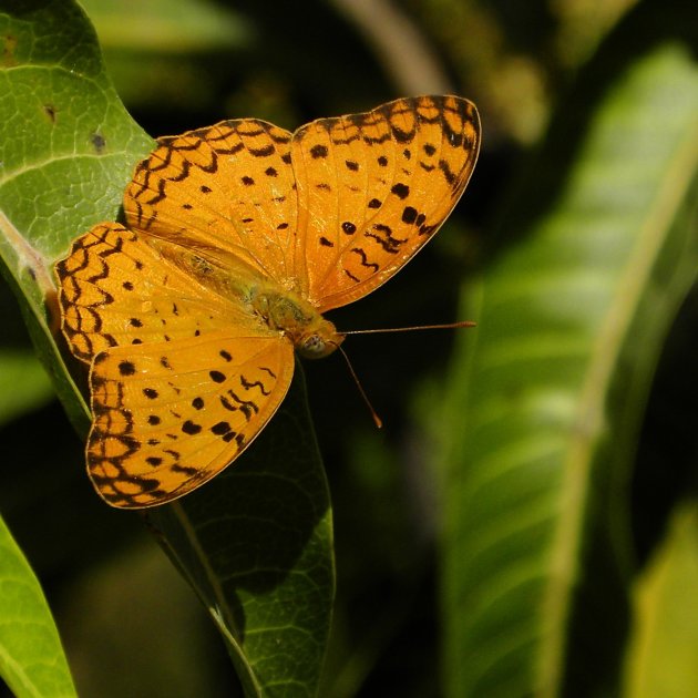 Vlinder in Gir NP