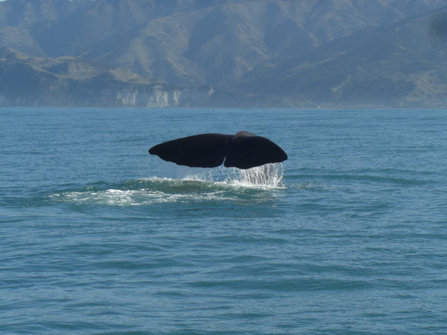 Potvis in Kaikoura