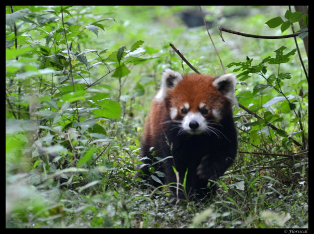 Kleine panda