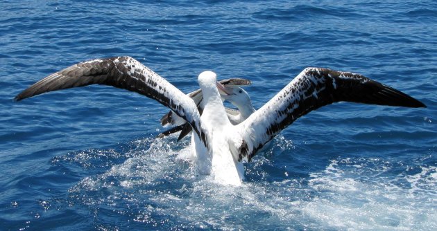 Albatros begroeting