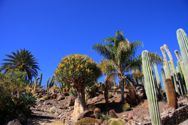 Voor de cactus liefhebbers