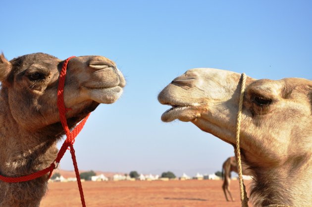 Even overleg tussen twee kamelen: ''Nemen we die toeristen echt mee vandaag?