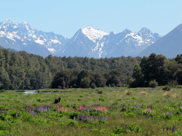 Berg landschap