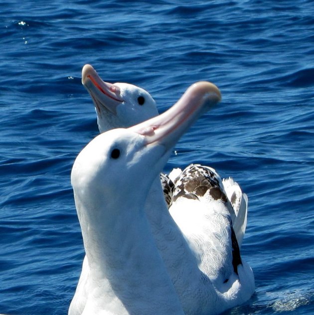 albatrossen