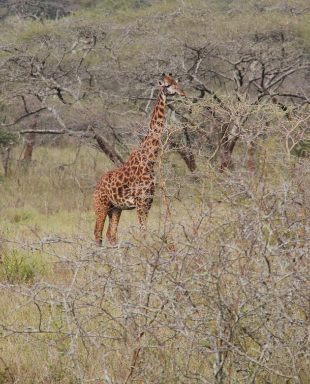 Rotschild giraf