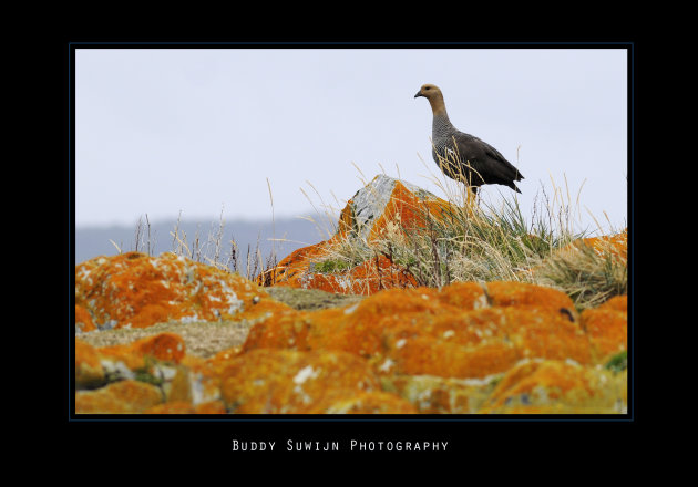 Gans in Ushuaia