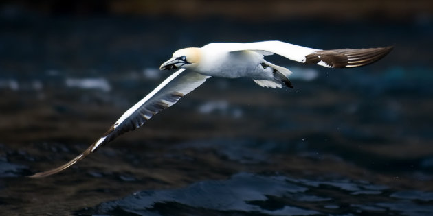 Gannet met klein stukje wier