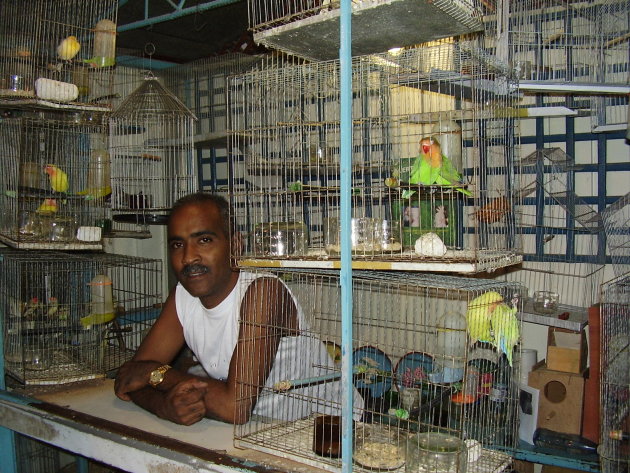 Vogelwinkel in Havana