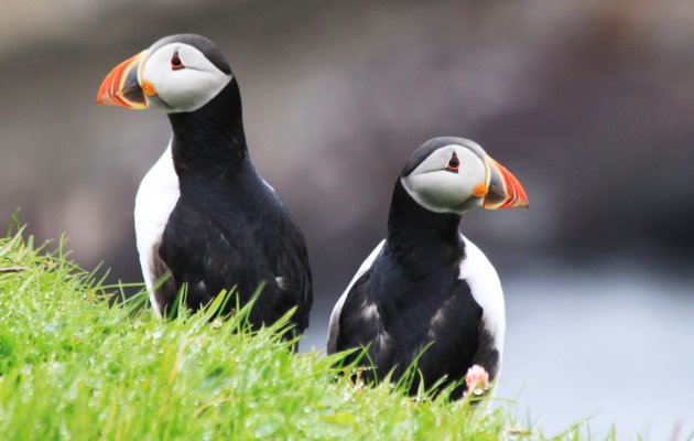 Puffin-friends