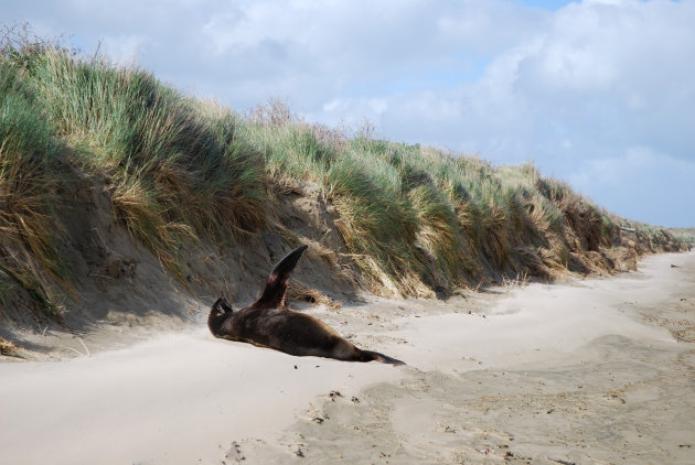 Hooker sea lion op Surat Bay, Catlins