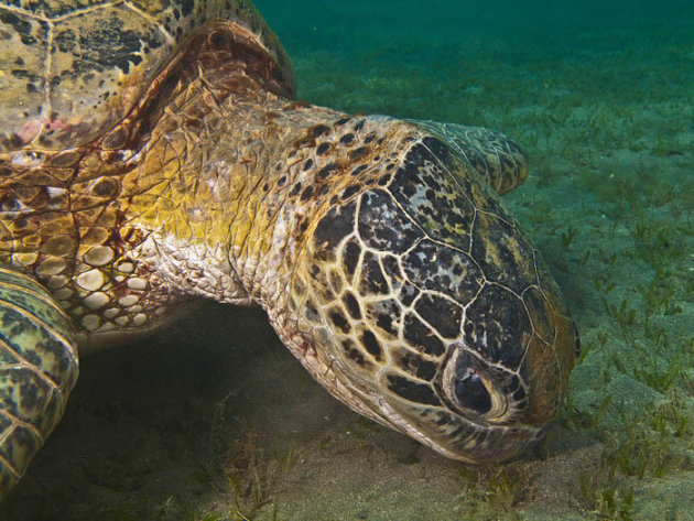 Etende zeeschildpad