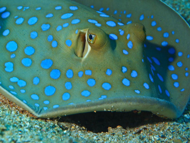Blue Spotted Stinray