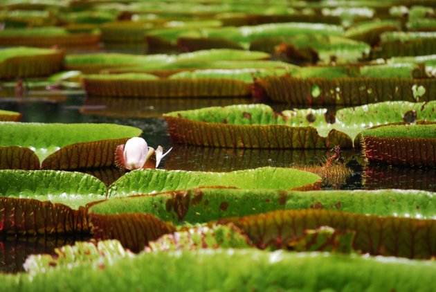 Victoria Regia in Pamplemousses