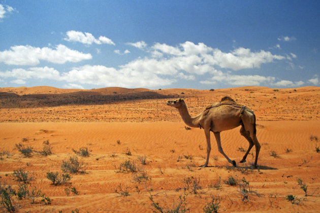 Eenzame kameel