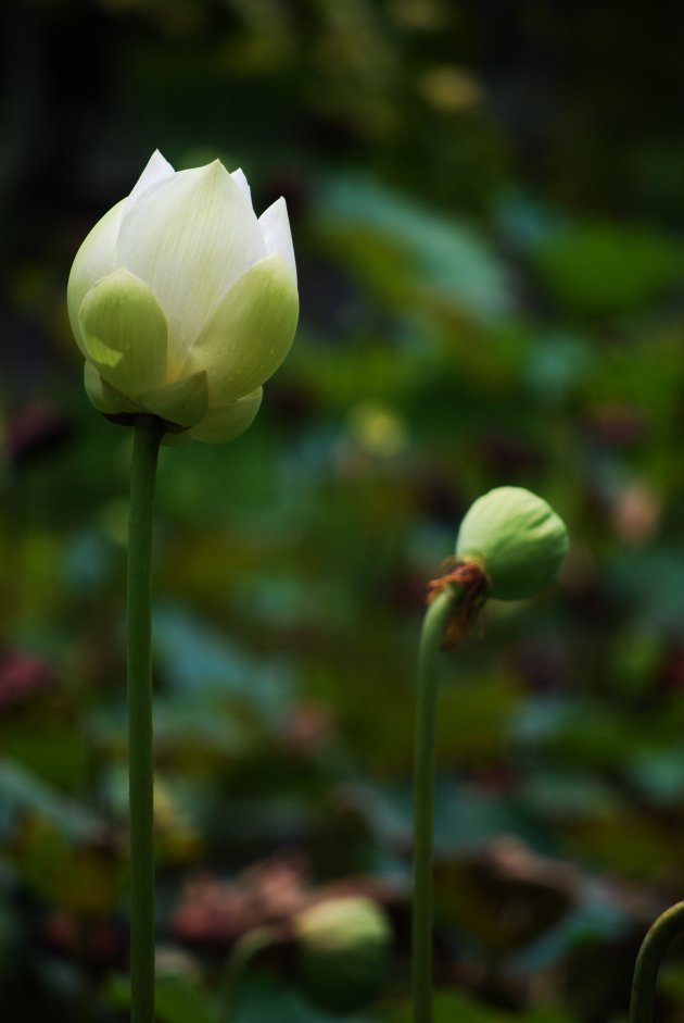 Lotus in Pamplemousses