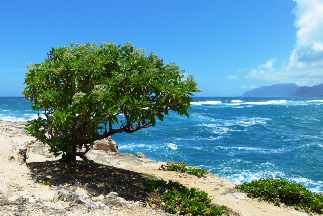 Laie Point State Wayside - Oahu