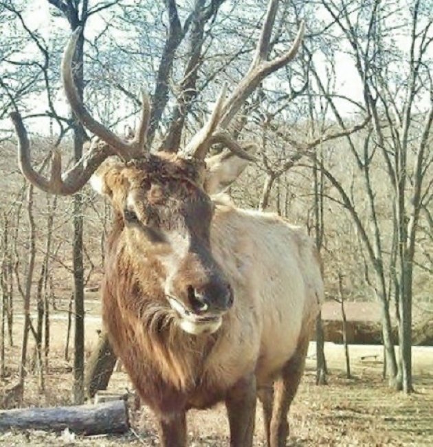 Lone Elk State Park
