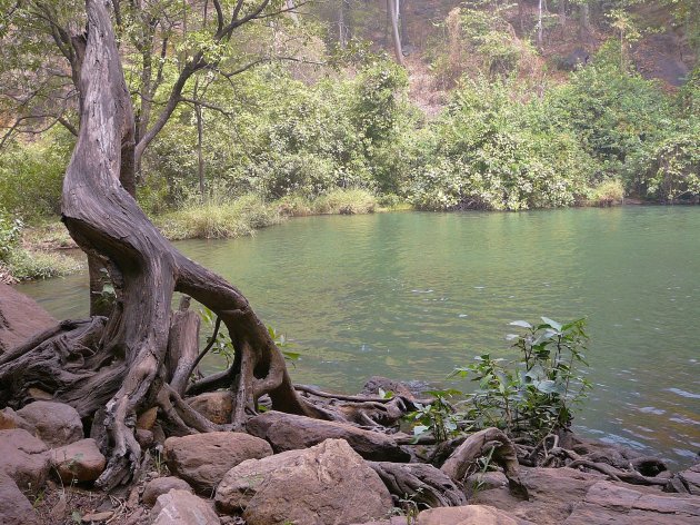 Grillig gevormde boom bij Tanougou