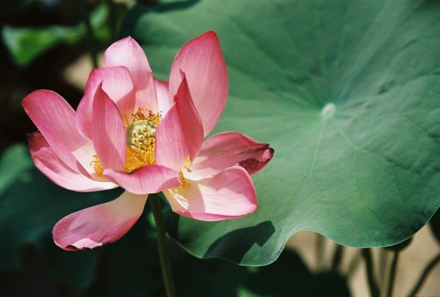 lotus