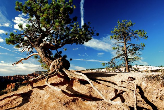 Boompje in Bryce Canyon NP