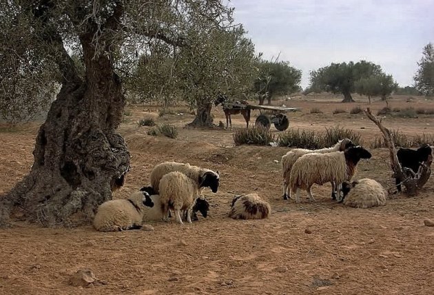 Schaapjes in olijfboomgaard