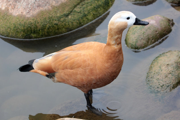 De Casarca of Ruddy Shelduck