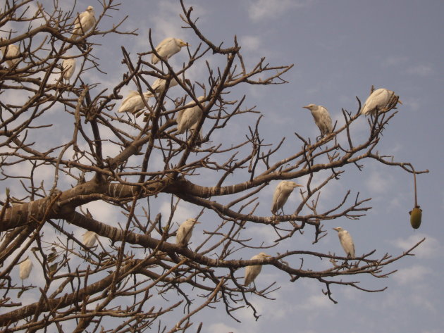 koereigers in baobab