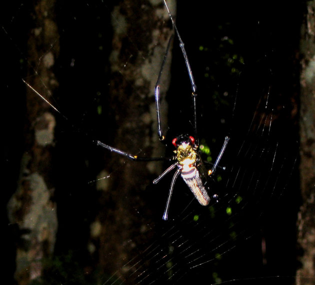 Golden orb weaver spider 