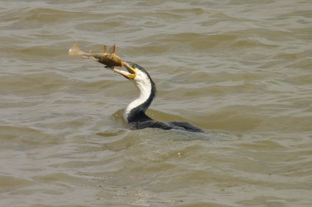 Aalscholver met vis in zijn snavel in Djoudj NP